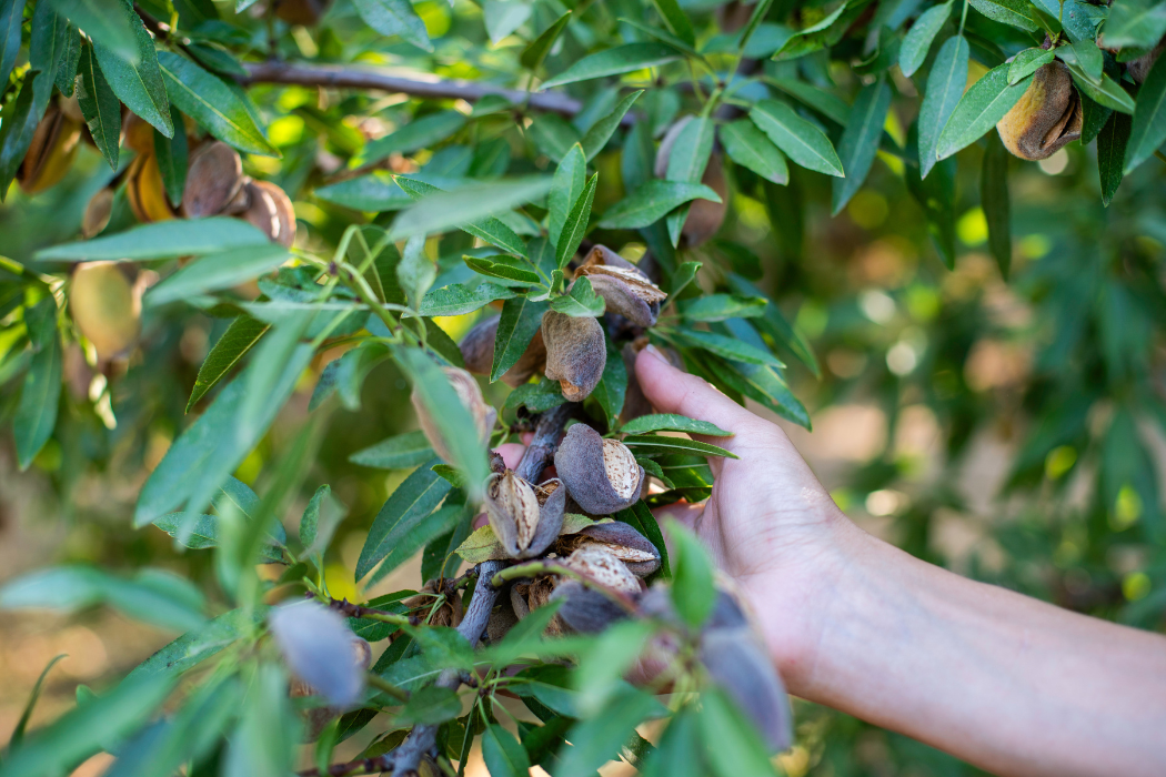quality almonds